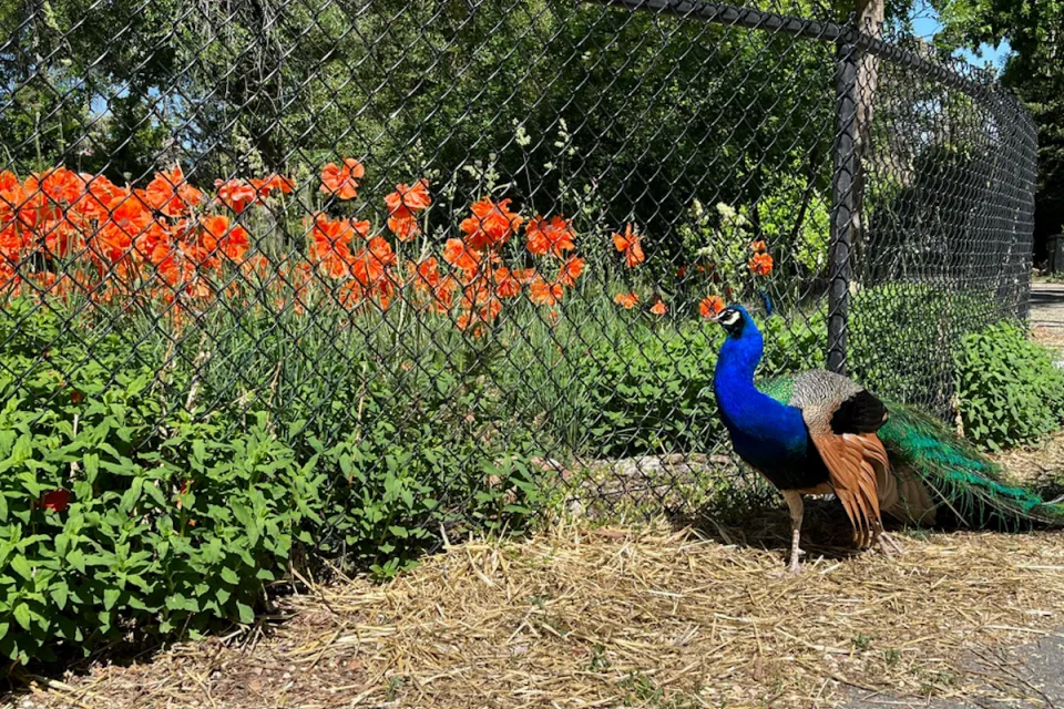 A peacock stands next to a chain-link fence lined by green bushes with olrange flowers in Allen Park, Salt Lake City, Utah.
